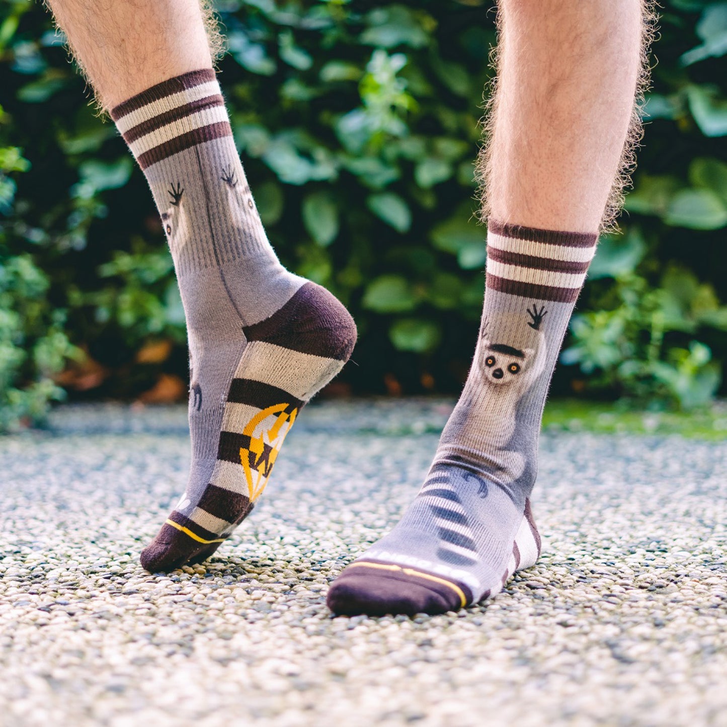 MERGE4 RING TAIL LEMUR socks